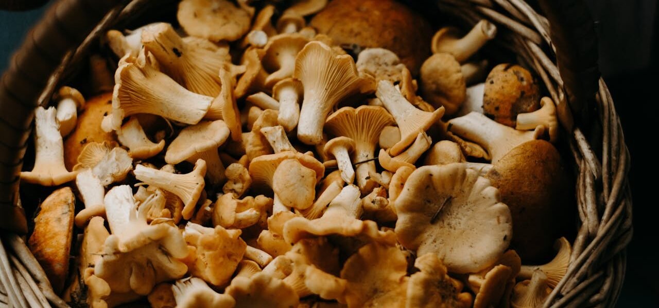 Hongos cetas alimento