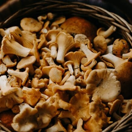 Hongos cetas alimento