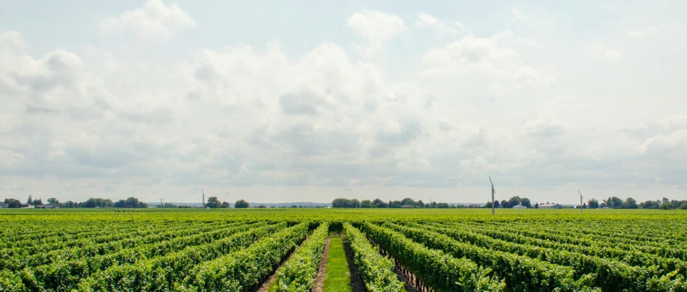 Agricultura plantaciones