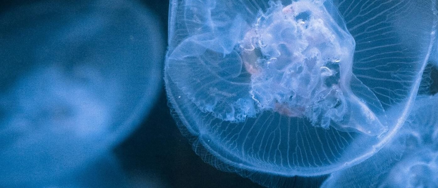 Contexto | Pexels (CC)