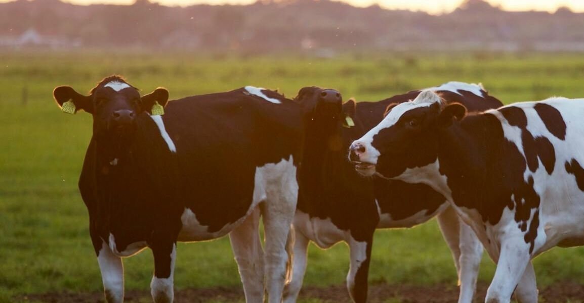 Vacas Ganaderia Mamiferos Animales Granja