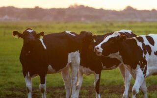 Vacas Ganaderia Mamiferos Animales Granja